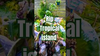 RIP Tropical Island Garden Plant Bed  Frost Damage shorts garden tropicalgarden [upl. by Cam]