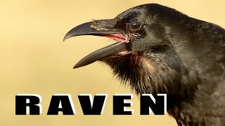 Bird sounds  Common Raven call [upl. by Nilac]