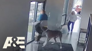 Great Dane Fights Off Intruder During Home Robbery  An Animal Saved My Life  AampE [upl. by Moguel]