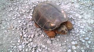 DO NOT mess with this turtle Snapping turtle in scary attack [upl. by Rednazxela930]