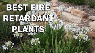 Top 10 Fire Retardant Plants for Australia [upl. by Salim]