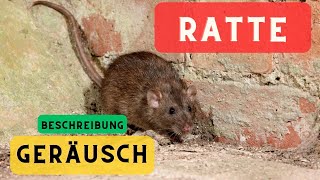 Ratten Geräusche und Beschreibung 🐀 Rattengeräusch 🔈Welche Geräusche machen Ratten [upl. by Idahs]