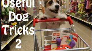 Useful Dog Tricks 2 performed by Jesse the Jack Russell Terrier [upl. by Inavihs]