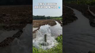 Free flooding irrigation method  traditional method shorts irrigation igation [upl. by Kcaj77]