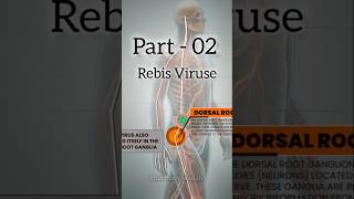 How to Rebis Viruse Affect Human Body 👤   Part  02   pharmacy shoerts [upl. by Croner836]