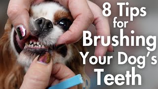 8 Tips for Brushing Your Dogs Teeth At Home  Pet Parent Dog Grooming Tutorial [upl. by Ener913]