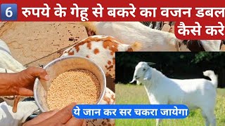 6️⃣ रूपये के गेंहू से बकरे का वजन बढ़ाने का तरीका bakare ka vajan kaise badhaye wheat weightgoat [upl. by Leanard]