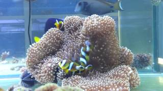 Amphiprion allardi amp Stichodactyla haddoni w SeaFarm [upl. by Anelrihs453]