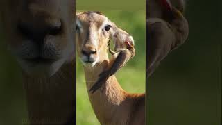 Red  Billed Oxpecker 🤝 Impala Vincent impala oxpecker adventure documentary viralvideo [upl. by Ziguard73]