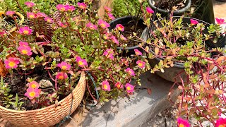 Sundays Gardening VlogPlanting Turmeric Seedlings 🌱 in My Garden 🪴 [upl. by Knight]