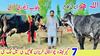 Garlando Cholistani Croos Cow  Top Class Friesian Friesian Cows  Biggest Cow Farm in Punjab [upl. by Greenburg]