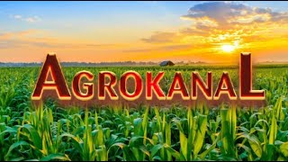 AGROKANAL SADNJA JAGODE U ČELIĆU [upl. by Anabal918]