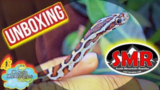 Unboxing my Surprise Snake from South Mountain Reptiles My snake collection 2023 [upl. by Einned]