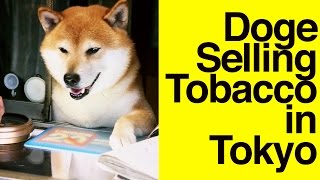 Doge selling tobacco in Tokyo  Shiba Inu [upl. by Dorion760]