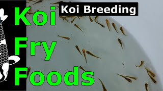 A Masterclass in How to Feed your Koi Fry and Koi Fry Foods [upl. by Timmons156]