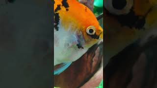 Guppies and Angelfish in the Same Tank guppy [upl. by Herrah378]