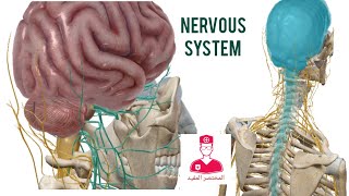 الجهاز العصبي  Nervous system [upl. by Yort]