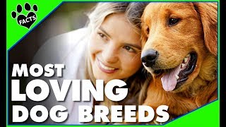 Top 10 Most Loving Dog Breeds  Dogs 101 [upl. by Mair]