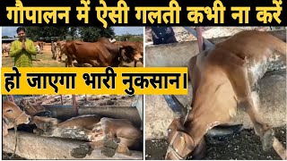 गौशाला में ऐसी खुरलीनाद कभी ना बनाएं  प्लास्टिक ड्रम से ऐसे बनाएं खुरली  Gir Cow Farm  gircow [upl. by Tildie]