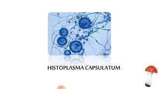 systemic mycosis 1 [upl. by Halet]