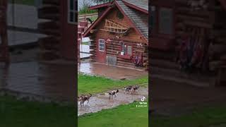 Feeding Sled Dogs in Alaska sleddogs [upl. by Eltsyek169]