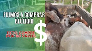 🐮🌾 Guía para Comprar Becerros para Engorda 🌱💼 [upl. by Heilner]