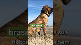 Fila Brasileiro O Protetor Fiel que Conquistou o Mundo Parte 1 filabrasileiro cãodeguarda [upl. by Yonita103]