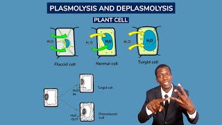 FORM 1 Lesson 76 Plasmolysis and deplasmolysis Turgidity and flaccidity mp4 [upl. by Deron]