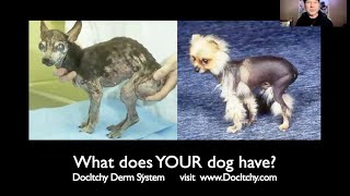 What Does Your dog have DocItchy Disease Pattern Introduction LMU Lect 1 vid109 [upl. by Skipper328]