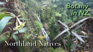 Native Plants of A H Reed Memorial Park Whangarei New Zealand [upl. by Haimes]