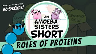 Roles of Proteins  Amoeba Sisters Shorts [upl. by Jerold429]