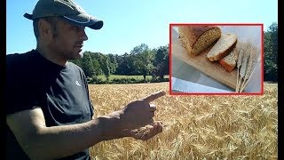 DALLA SPIGA ALLA PAGNOTTA PANE INTEGRALE raccolgo il grano macino la farina e faccio il pane vero [upl. by Ainivad]