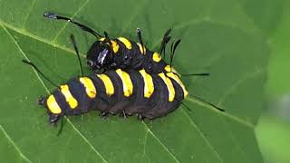 20240609 RIBNIKI V DOLINI DRAGE Noctuidae SOVKA Acronicta alni Linnaeus 1767 JELŠINA NOČNICA [upl. by Acinot]