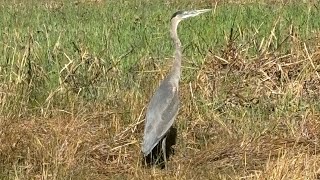 Great Blue Heron Ardea herodias birds coastal Wildlife [upl. by Irok]