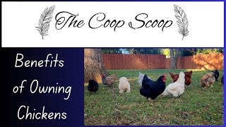 Benefits of Owning Chickens [upl. by Georges]