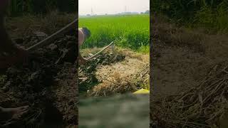 Farmer life farmerlife trending farmer shorts youtubeshorts motivation farming funny kishan [upl. by Eelnodnarb]