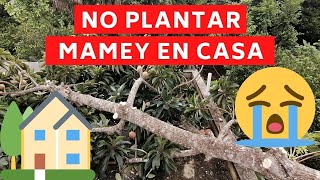 Por qué NO plantar un árbol de mamey en casa HuertasMagaña [upl. by Nogras]