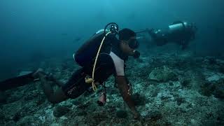 Maldives diving adventure unedited footage [upl. by Cheffetz]