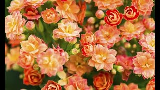 3 variedades de Kalanchoe  Decogarden  Jardinatis [upl. by Neelhsa]