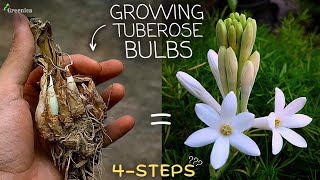 How to Grow Tuberose Flower Bulbs at Home WITH UPDATES [upl. by Luciano]