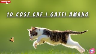 10 Cose che i GATTI amano [upl. by Elsworth]