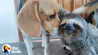 Rescued Sloth Becomes Best Friends With a Beagle  The Dodo Odd Couples [upl. by Katine]