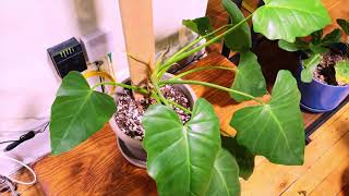 Philodendron Giganteum Update [upl. by Jaimie320]