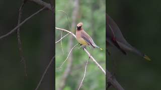 Cedar Waxwing bird [upl. by Ingram]