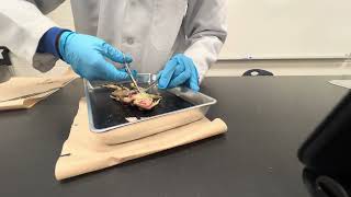 Frog Dissection Grade 10 Science class 2NC2D1 uncut version [upl. by Trent]