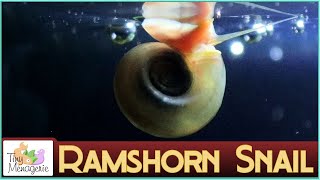 All about Ramshorn Snails  Why I love these fast breeding cleaners [upl. by Cooperman]