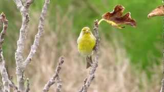 Canary Island Canary [upl. by Ekim]