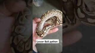 Lesser Ball python [upl. by Ellesij]