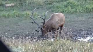 Wallowing Colorado Bull Elk [upl. by Entwistle427]