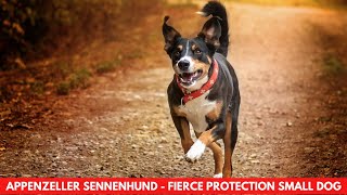 APPENZELLER SENNENHUND  FIERCE PROTECTION SMALL DOG [upl. by Block611]